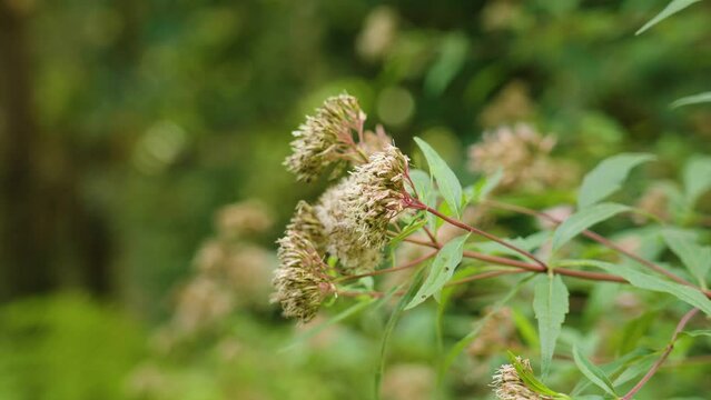 Wild flowers of Hemp-agrimony in woodland. Eupatorium cannabinum flowering plant