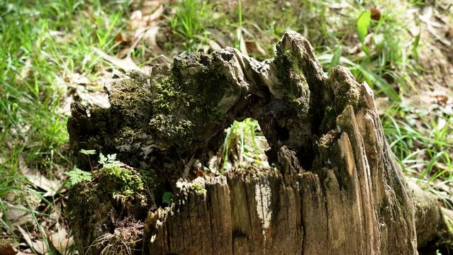 A jagged old stump with the cobwebs of a broken fallen tree in a wild forest