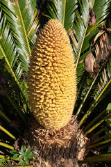 Male reproductive cone of the cycas revoluta plant - 646002612