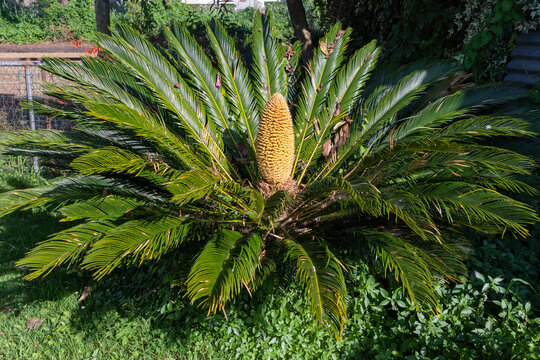 Cycas revoluta plant and his male reproductive cone