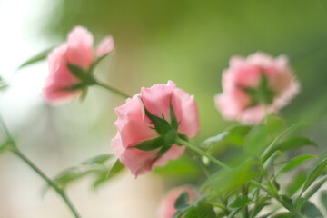pink rose in the garden