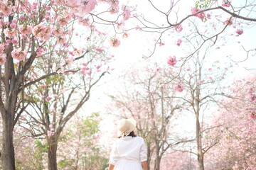 asian woman travel at Pink Trumpet garden,Kasetsart University Kamphaeng Saen Campus, Nakhon Pathom Province, Thailand