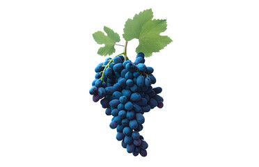 On a branch of red grapes on a white background