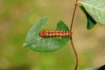 Closeup. Caterpillar of the knot grass moth (Acronicta rumicis), Family Owlet moths (Noctuidae). Feeding on common snowberry (Symphoricarpos albus). Late summer, September, Netherlands