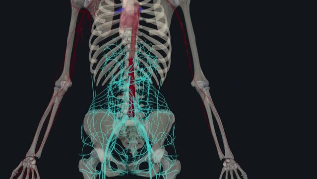 In human anatomy, the abdominal aorta is the largest artery in the abdominal cavity