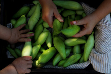 Kids picking up the freshly harvested gourds into wooden box