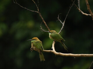   Pair of Asian Green Bee eater Bird 