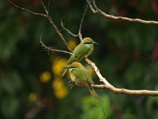   Pair of Asian Green Bee eater Bird 