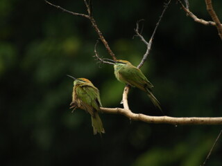   Pair of Asian Green Bee eater Bird 