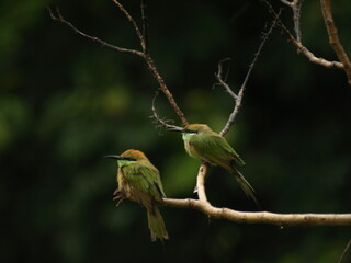   Pair of Asian Green Bee eater Bird 