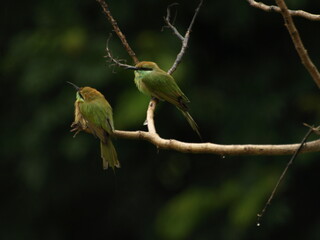   Pair of Asian Green Bee eater Bird 
