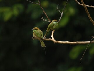   Pair of Asian Green Bee eater Bird 