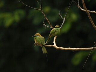   Pair of Asian Green Bee eater Bird 
