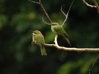   Pair of Asian Green Bee eater Bird 