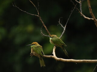   Pair of Asian Green Bee eater Bird 
