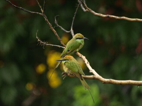   Pair of Asian Green Bee eater Bird 