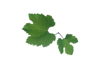 Vine leaf on white background