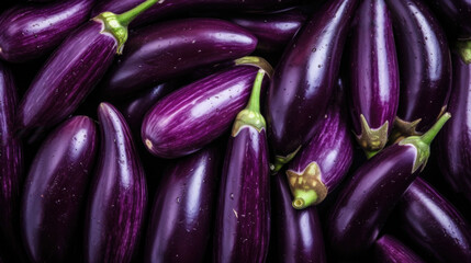 Lots of eggplants. Top view of eggplant. Vegetables. Agriculture.