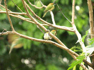 Sun Bird and two Asian Green Bee eater Bird  