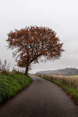 Country road through a rolling and misty landscape with a lonely tree in autumn colors along it.