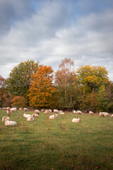 Flock of sheep against a backdrop of trees in autumn colors and a dramatic sky.