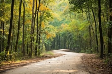 Fototapeta premium Path way through the summer forest