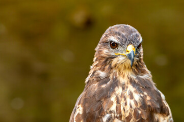 Portrait of a brown bird of prey