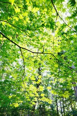 Fototapeta premium 世界遺産キウス