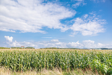 とうもろこし畑