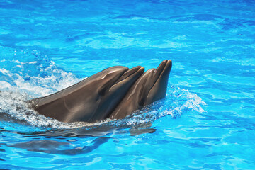 A couple of playful dolphins swimming in the water in the night