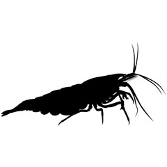 aquarium neocaridina freshwater shrimp 