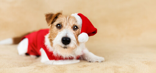 Happy cute christmas santa pet dog, holiday card background or banner with copy space.