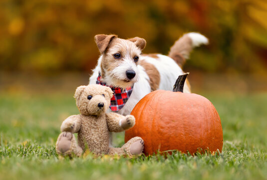 Funny pet dog with a decoration pumpkin and toy bear in autumn. Halloween, happy thanksgiving day or fall background.