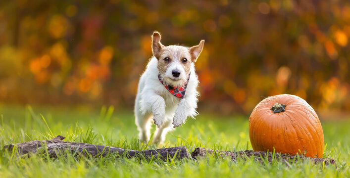 Funny happy pet dog jumping, running next to a pumpkin in autumn. Thanksgiving day or fall banner.