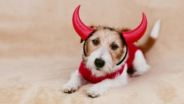 Cute funny pet dog wearing spooky halloween party red devil costume