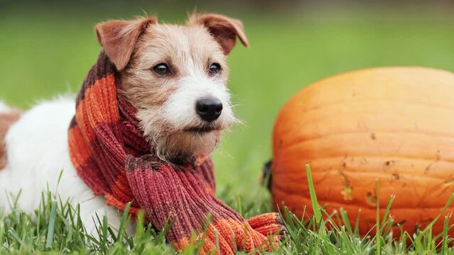 Happy pet dog listening with a pumpkin and wearing orange scarf in autumn. Halloween, fall or thanksgiving concept.