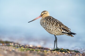 Bar-tailed Godwit, Limosa lapponica, bird feeding on the beach at low tide