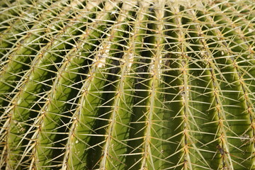 Thorns of Echinocactus grusonii or Kroenleinia grusonii, popularly known as the golden barrel cactus, golden ball or mother-in-law's cushion, is a species of barrel cactus which is endemic to east-cen