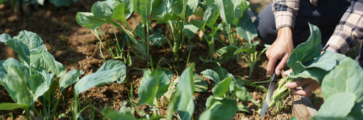 Male gardener using knife to cutting organic chinese kale in vegetables garden at home