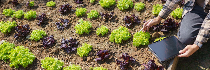 Male gardener holding tablet and caring vegetable to checking growth lettuce in home garden