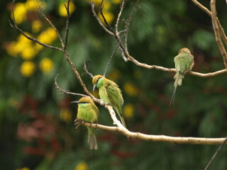 Three Asian Green Bee eater Bird