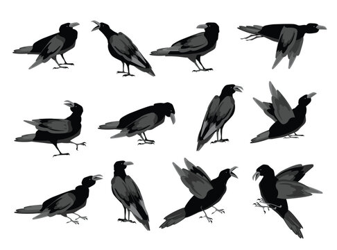 Crow (raven, blackbird) birds in various poses. Vector set of cartoon drawings for design.