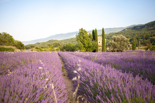 View at a small provencal cabane from a blooming lavender field at golden hour