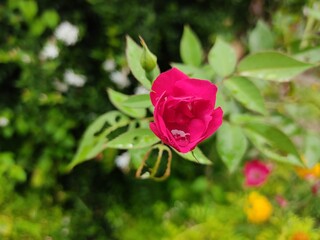 Red rose bud
