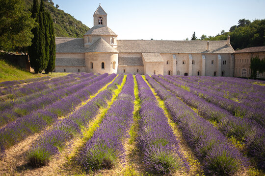 Abbaye Notre-Dame de S&eacute;nanque. 12th-century Cistercian monastery with summer lavender fields