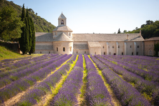 Abbaye Notre-Dame de S&eacute;nanque. 12th-century Cistercian monastery with summer lavender fields