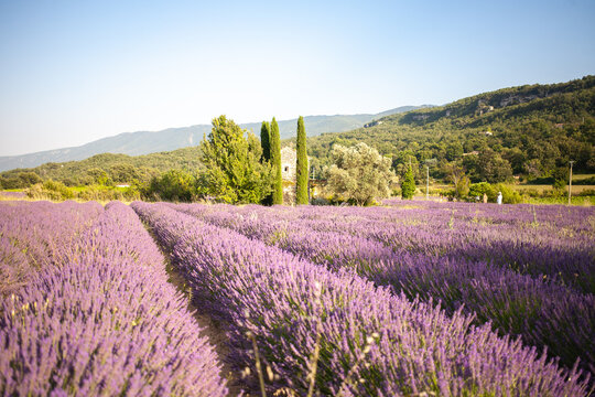 View at a small provencal cabane from a blooming lavender field at golden hour
