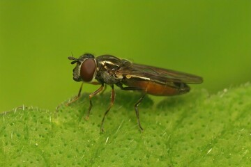 Closeup on a ladder backed hover fly, Melanostoma scalare sitting on a green leaf