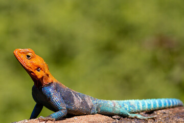 lizard on a rock Rainbow lizard is a common name for the common agama (Agama agama). This lizard goes by a few different common names, like the rainbow agama and the red-headed rock agama.  - obrazy, fototapety, plakaty