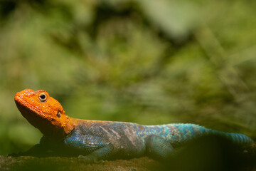 iguana in the park Rainbow lizard is a common name for the common agama (Agama agama). This lizard goes by a few different common names, like the rainbow agama and the red-headed rock agama.  - obrazy, fototapety, plakaty